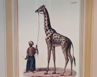 Who doesn't need a pet giraffe? It's a German hand-colored lithograph, "Die Giraffe" from the Mario Buatta collection.