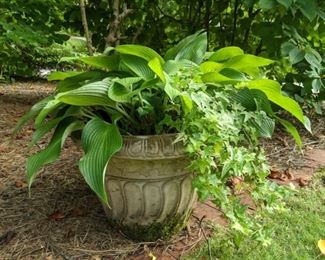 Faux concrete pot, with nice green hosta and trailing ivy.