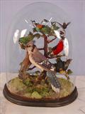 203 - Victorian Dome Terrarium rare with total of 9 species of American birds in original glass done, ca. 1870, 18in T, 14in. W, 12in. D.