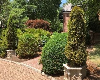 Pair of Planters trees also available in Planters