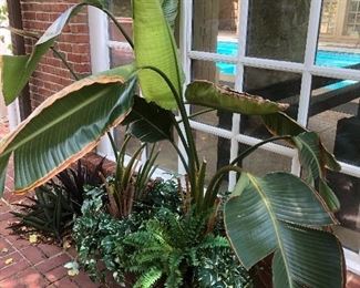 Indoor plants available