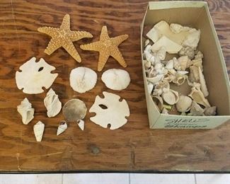 box of assorted shells