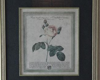 Double Framed w/4” Mat (24”x 26” Botanical Rose Print