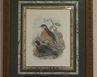 Robert Grace Studio “Aelurcedus Stonii” Framed and Matted Print (19.5” x 22.5”)