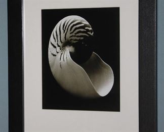 Nautilus Seashell Black Matted and. Framed Print (22 1/4” x 27 1/4”)