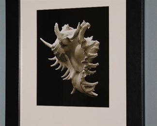 Branched Murex Seashell Black Matted and. Framed Print (22 1/4” x 27 1/4”)