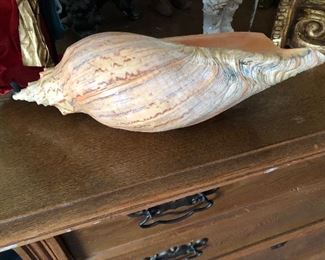 Natural Shell 
