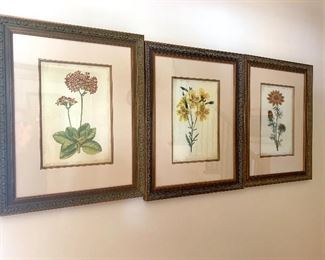 framed botanical prints 
