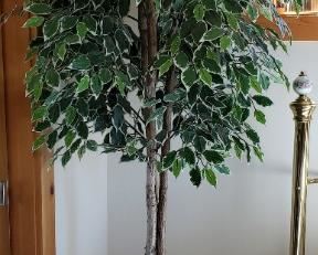 1 of 3 faux fig trees