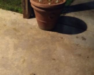 Large Pot of Succulent X 2 (one Pot Broken) They were accidently marked sold Previously asking $50 Each or $100 for the pair now we are taking $25 AS IS for both 