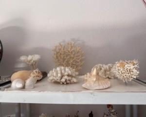 Shells 
