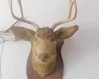 This is Bob and he needs a new home