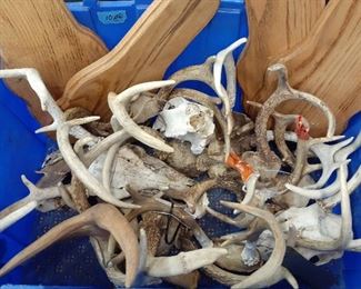 deer antlers, skulls, mounts