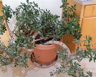 Jade plant looking for new home