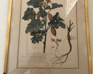 https://www.ebay.com/itm/114314526003	PR1062: 19th Hans Painted cucumis fyluestris asininus dictus   Still Life PRint	Auction	 Starts After 6PM 07/22/2020 
