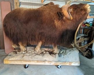 Stuffed Musk Ox Will pre sell asking $3,500.00 call 651-408-4721