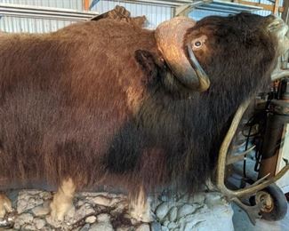 Musk Ox will pre sell asking $3,500.00 call 651-408-4721