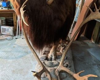 Stuffed Musk Ox with Caribou antlers will pre sell asking $3,500.00 call 651-408-4721
