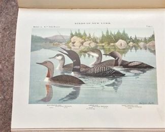 Birds of New York, Elon Howard Eaton, New York State Museum, Volume 1 (1909) and Volume 2 (1914).