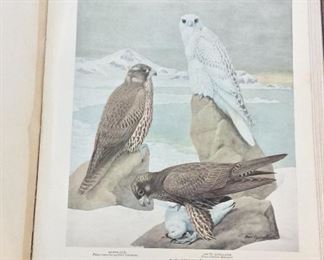 Birds of New York, Elon Howard Eaton, New York State Museum, Volume 1 (1909) and Volume 2 (1914).