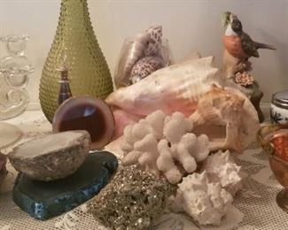 coral geodes shells