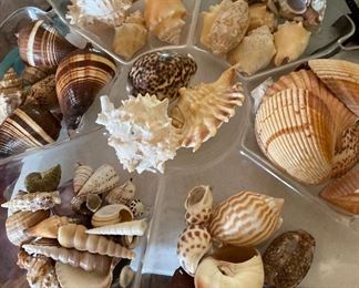 Assorted Sea Shells