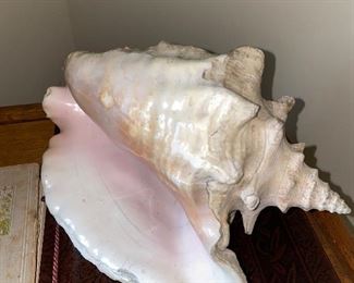 $10 SEA SHELL