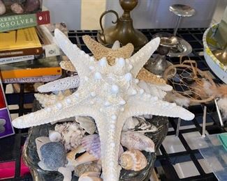 SEA SHELLS AND STARS