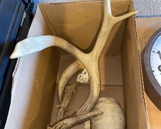 $20 DEER ANTLERS & TURTLE SHELL LOT
