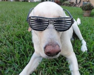 aaaacooldog