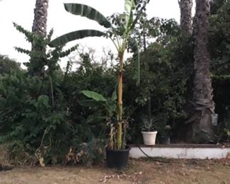 12’ banana palm tree.