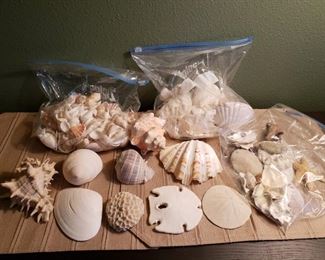 Gorgeous shells