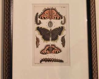Set of 4 Antique Butterfly Prints