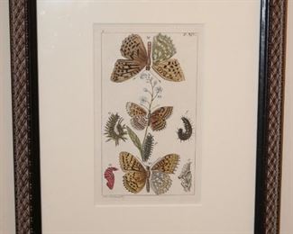 Set of 4 Antique Butterfly Prints