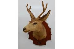Old Taxidermy Colorado Mule Deer head mount with antlers still in velvet, the mount shows age with some splitting on the ears and is in otherwise good shape, the mount measures 32'' tall and 18'' wide   $85.00