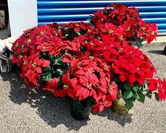 Several faux Poinsettia plants just in time for the holidays. Never used. There are large ones and medium ones. The large ones measure 21" and the medium ones measure 15". There are 12 large ones and 8 medium ones. The large ones are $10 each, the medium ones are $5.00. All in great condition. 