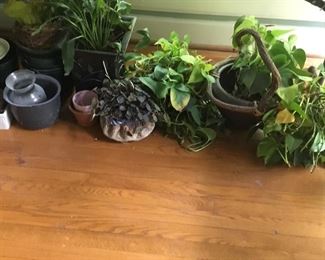 Lots of house plants