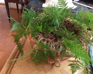 Fern in terra cotta pot