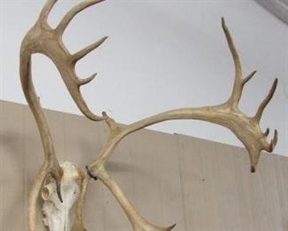 Caribou Skull w/Antlers 