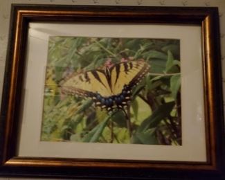 Framed photo  of Swallowtail  Butterfly