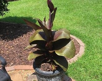 Conrete Lion Paw Pot Feet and Planter with Plant