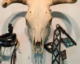 Real Steer Skull