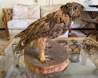 real Taxidermy Owl With Base