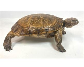 Lot 84 Natural Taxidermy Turtle. 