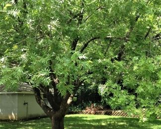 While you are at the sale, enjoy the shade of this exceptionally large pistachio tree!