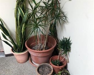 Misc Plants