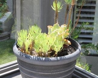 #40.  $50.00. Succulent plant in pot light pot 18”h  X 22” diameter