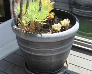 #41.  $50.00.  Succulent plant in pot light pot 18”h  X 22” diameter