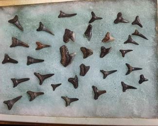 Shark Tooth Collection