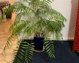 Kentia Large Palm in Planter